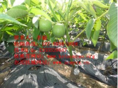 云南在哪里可以買到薄皮核桃苗嫁接核桃苗？多少錢一株？-- 四川久億農(nóng)林開發(fā)有限公司銷售部