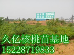 良種嫁接核桃苗批發(fā)，良種嫁接核桃苗價格-- 四川久億農(nóng)林開發(fā)有限公司銷售部
