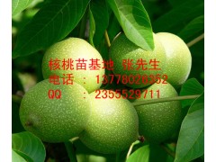 江北核桃苗|核桃苗批發(fā)|核桃苗價格-- 四川久億農(nóng)林開發(fā)有限公司銷售部
