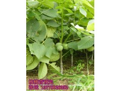 江北嫁接核桃苗價格，江北嫁接核桃苗技術(shù)-- 四川久億農(nóng)林開發(fā)有限公司銷售部
