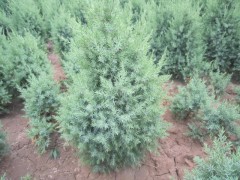 河北塔檜廠家大型苗木花卉基地最專業-- 河北省定州大型苗木花卉基地