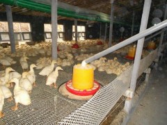 供應養鴨設備養鴨料線全自動養鴨喂料系統-- 青州市邦馳機械設備有限公司銷售部