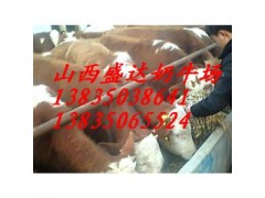 忻州西門塔爾肉牛多少錢？盛達(dá)奶牛養(yǎng)殖場告訴你價格-- 山西省盛達(dá)奶牛養(yǎng)殖場