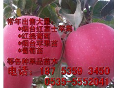 正宗煙臺蘋果苗 紅富士蘋果苗 煙臺m26矮化蘋果苗-- 煙臺市林業局果樹苗木科研基地煙臺矮化蘋果苗
