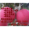 【推廣】蘋果苗 優(yōu)質(zhì)蘋果苗 正宗煙臺