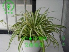 上海植物租賃 浦西租賃植物 浦東植物租擺-- 上海艾維福勞園藝有限公司
