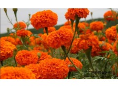 供應(yīng)北京萬(wàn)壽菊青貯劑-- 臺(tái)灣亞芯生物科技有限公司