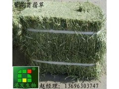供應濱州苜蓿草供應,苜蓿草粉,苜蓿草顆粒加工商-- 濱州港發生物科技有限公司