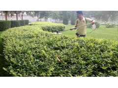 莊綠華機械科技專業批發各種茶樹修剪機-- 石家莊綠華機械科技有限公司