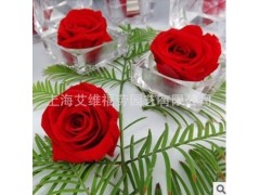 保鮮花技術(shù)永生花技術(shù)轉(zhuǎn)讓-常青藤-- 上海艾維福勞園藝有限公司