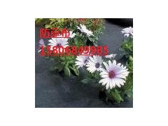 德州除草布廠(chǎng)家首選陵縣華龍化纖-- 陵縣華龍化纖有限公司