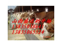 山東西門塔爾，夏洛萊肉牛多少錢？盛達(dá)奶牛養(yǎng)殖場(chǎng)告訴你價(jià)格-- 山西省盛達(dá)奶牛養(yǎng)殖場(chǎng)