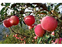 運(yùn)城代理收購(gòu)紅富士蘋果-- 誠(chéng)信商貿(mào)果品信息網(wǎng)銷售部