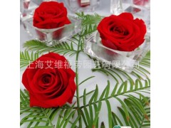 永生花技術(shù) 保鮮花技術(shù) 玫瑰技術(shù)轉(zhuǎn)讓-常青藤-- 上海艾維福勞有限公司